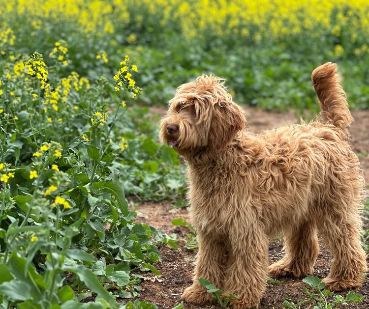 Cain Hill Cobberdogs