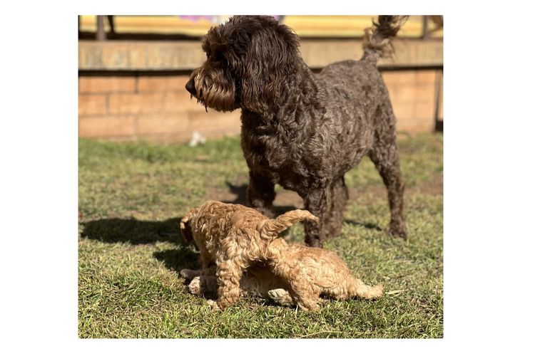 Cain Hill Cobberdogs