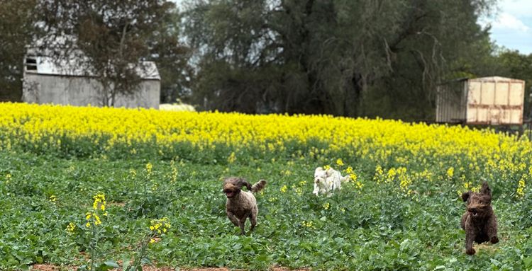 Cain Hill Cobberdogs