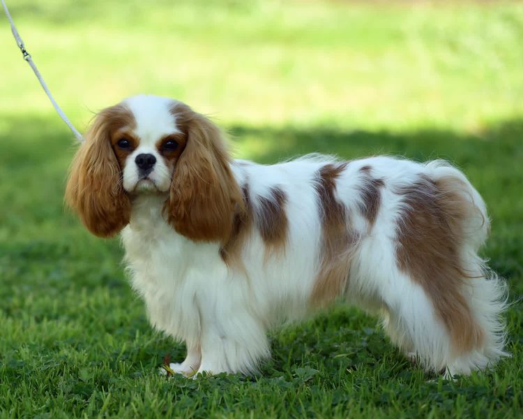 Axelton Cavaliers
