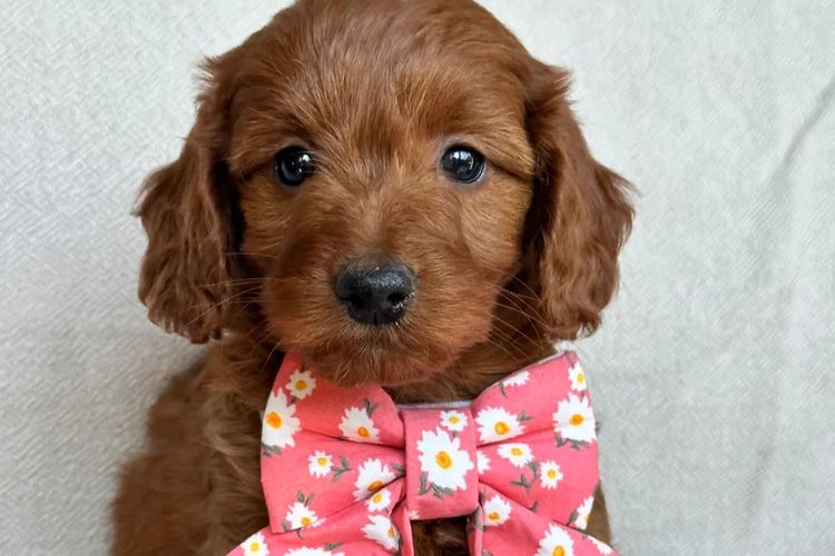 Prestige Puppies Spoodles