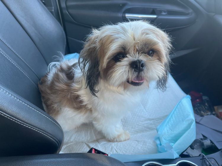 Belair Puppies - Shih Tzus