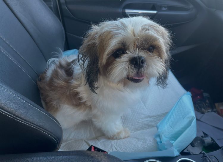 Belair Puppies - Shih Tzus
