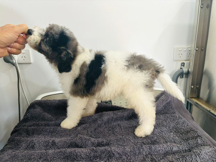 Manny Park Puppies - Bordoodles