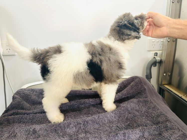 Manny Park Puppies - Bordoodles