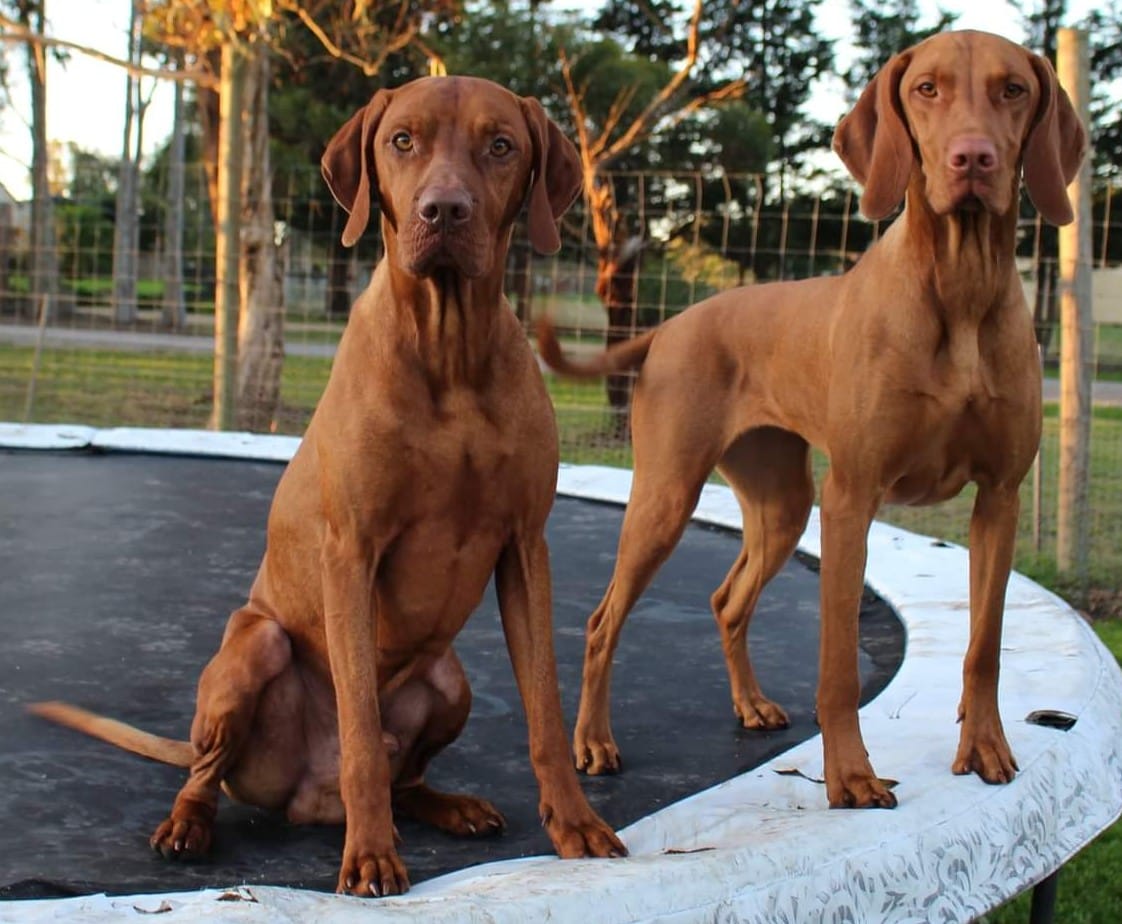 Tobiashund Hungarian Vizslas responsible breeder in Victoria