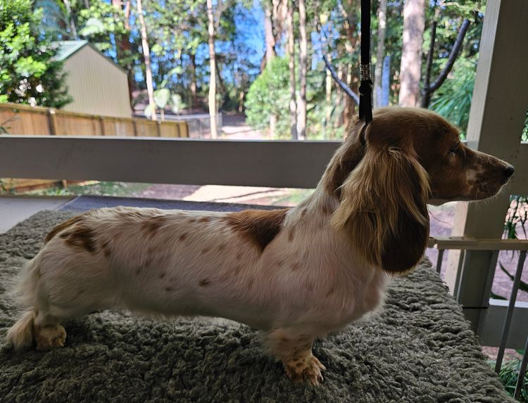 Petite Littlelegs Dachshunds