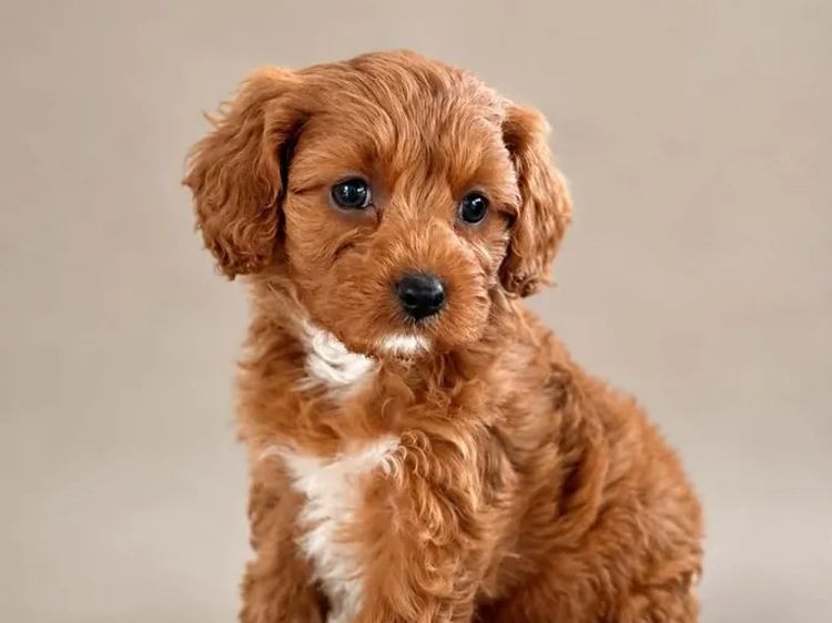 Mon Amour Cavoodles
