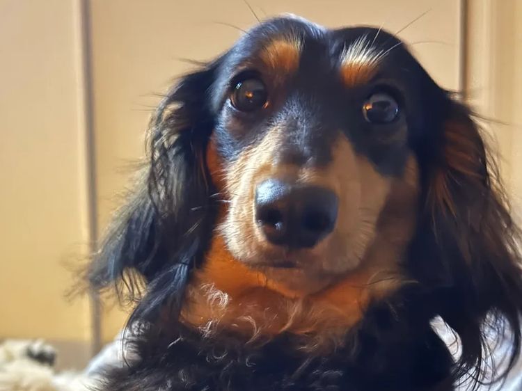 Isabelle Miniature Dachshunds