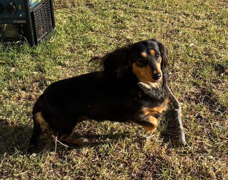 Isabelle Miniature Dachshunds