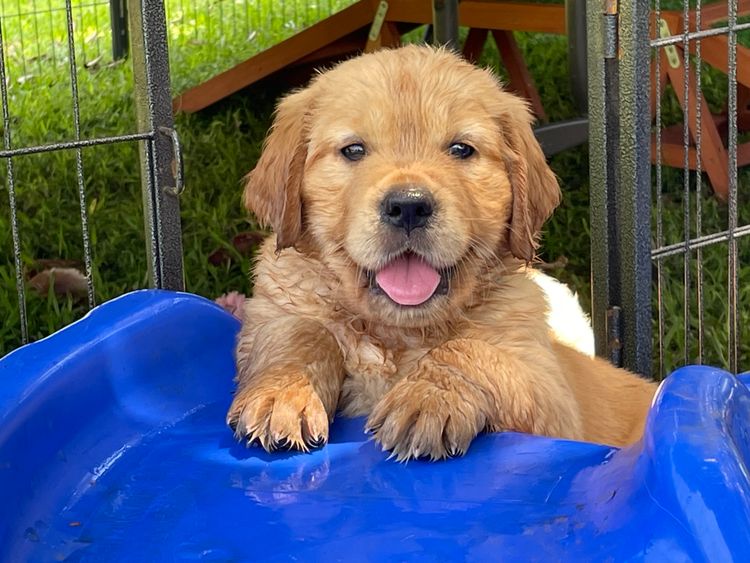 Cedar Flat Farm - Golden Retrievers