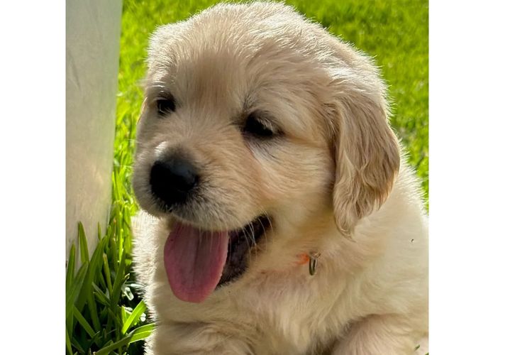 Cedar Flat Farm - Golden Retrievers