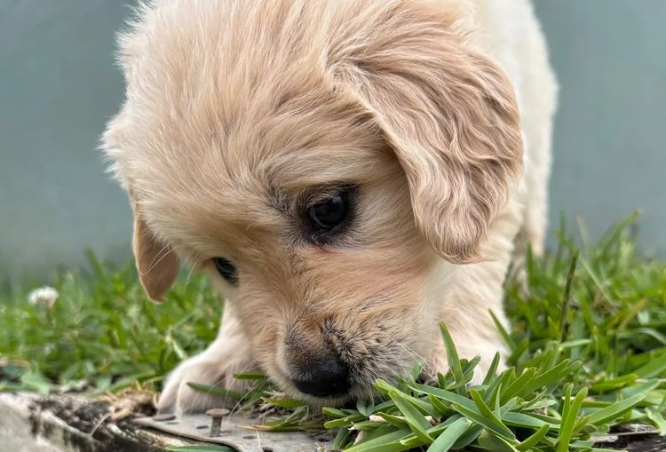 Cedar Flat Farm - Golden Retrievers