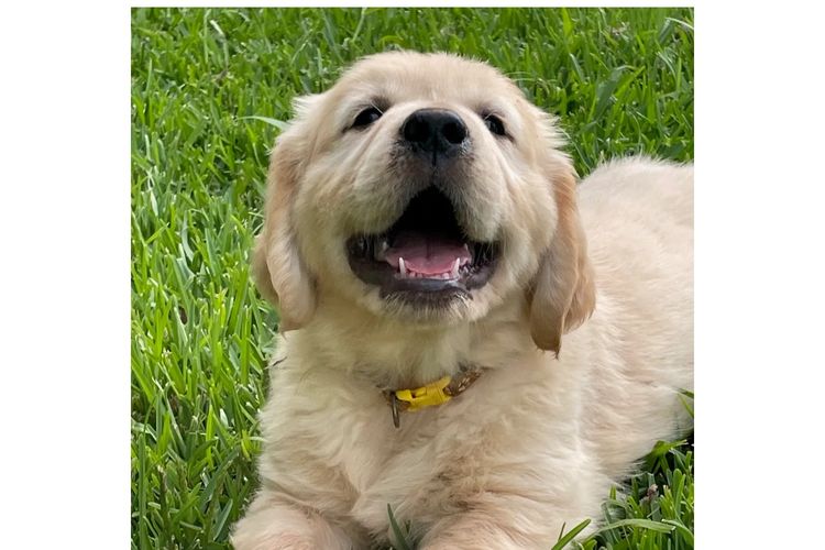 Cedar Flat Farm - Golden Retrievers
