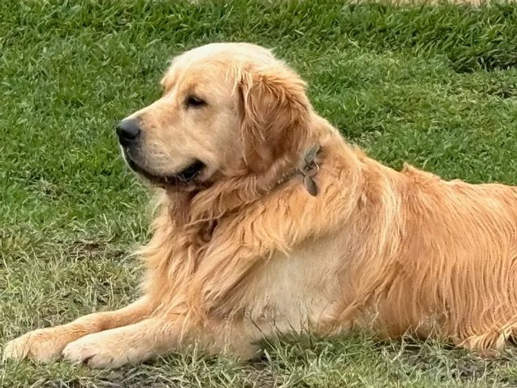 Cedar Flat Farm - Golden Retrievers