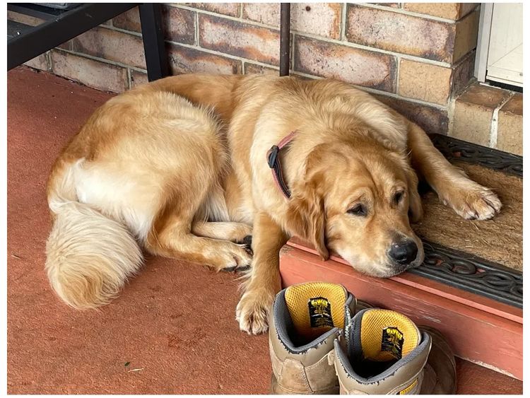 Cedar Flat Farm - Golden Retrievers