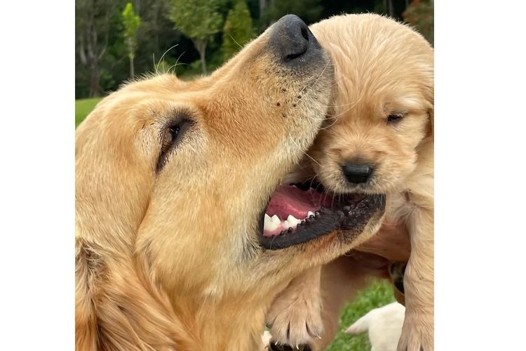 Cedar Flat Farm - Golden Retrievers