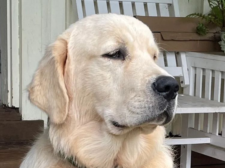Cedar Flat Farm - Golden Retrievers