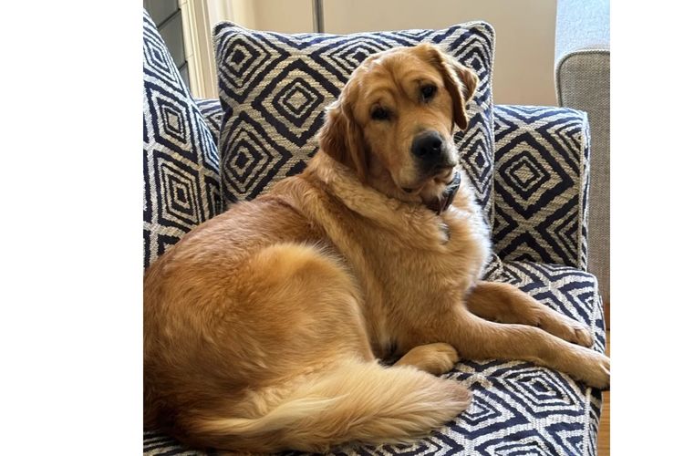 Cedar Flat Farm - Golden Retrievers