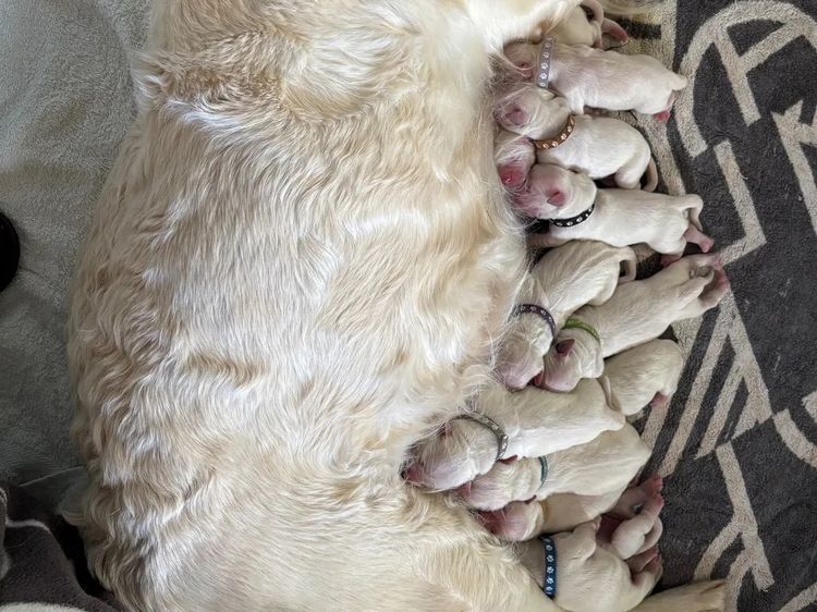 Cedar Flat Farm - Golden Retrievers