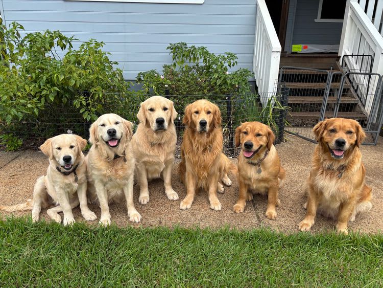Cedar Flat Farm - Golden Retrievers