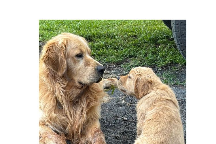 Cedar Flat Farm - Golden Retrievers