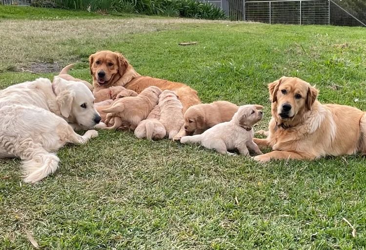 Cedar Flat Farm - Golden Retrievers