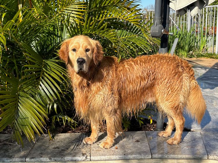 Cedar Flat Farm - Golden Retrievers