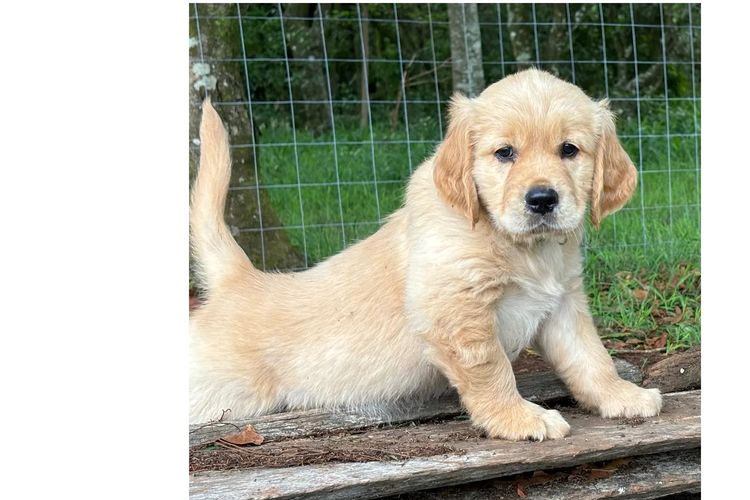 Cedar Flat Farm - Golden Retrievers