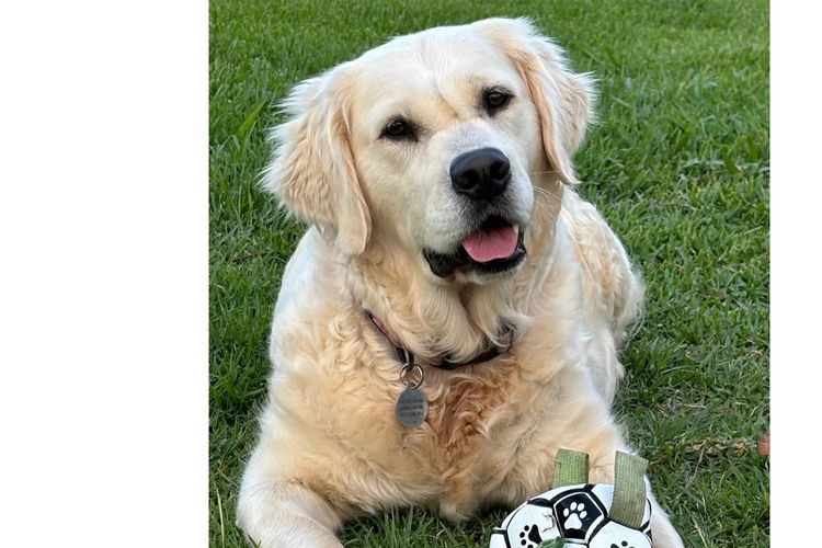 Cedar Flat Farm - Golden Retrievers