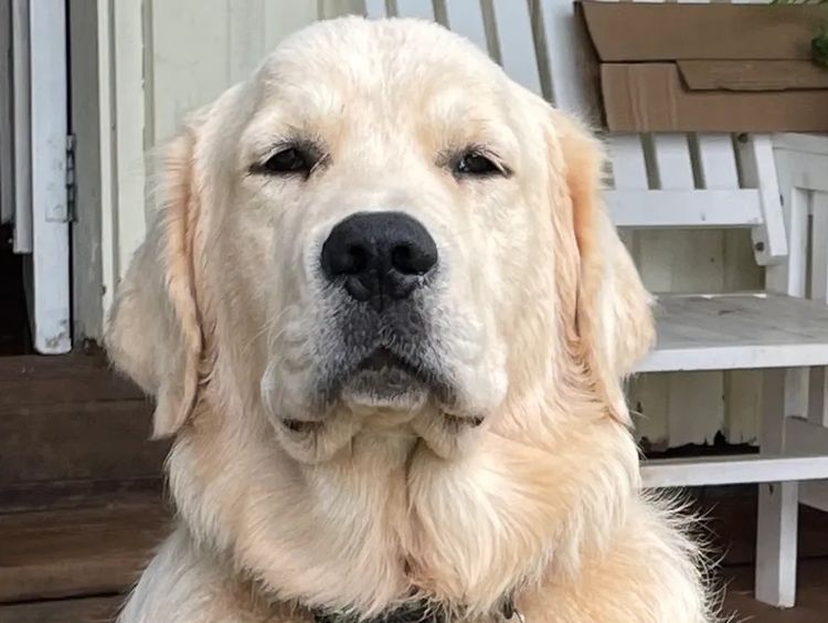 Cedar Flat Farm - Golden Retrievers