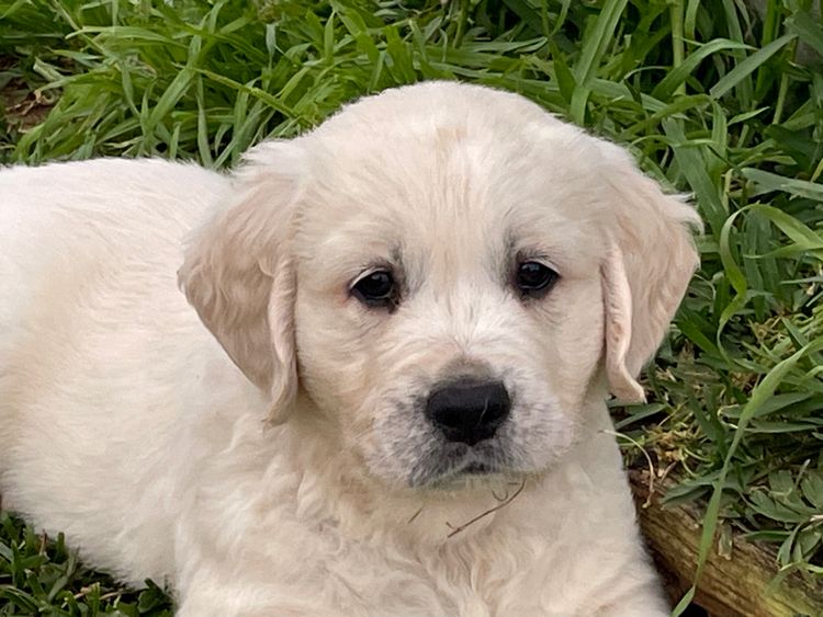 Cedar Flat Farm - Golden Retrievers