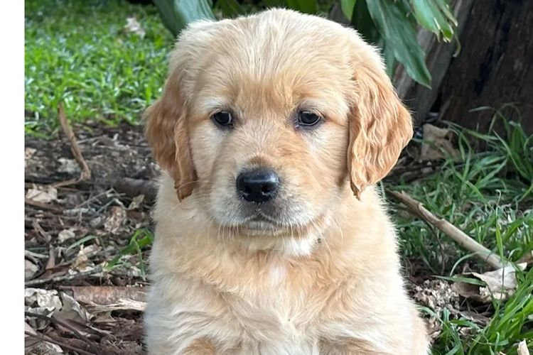 Cedar Flat Farm - Golden Retrievers