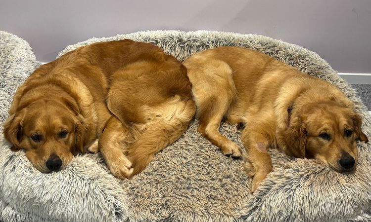 Cedar Flat Farm - Golden Retrievers
