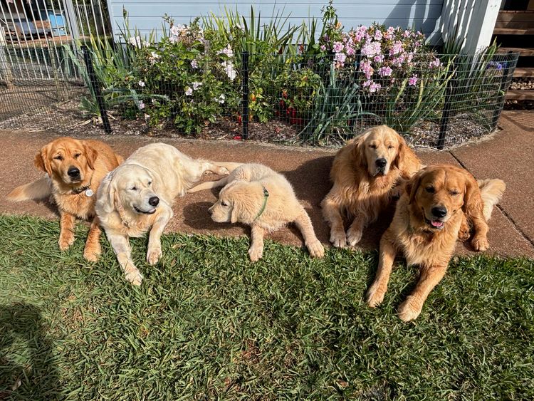 Cedar Flat Farm - Golden Retrievers