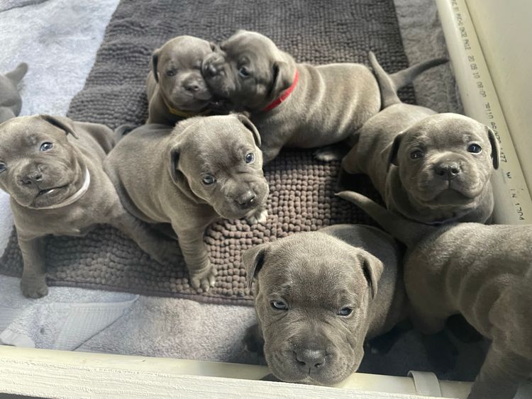 Staffys & Snags Staffordshire Bull Terriers