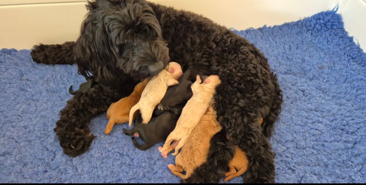 Vet Bred Spoodles