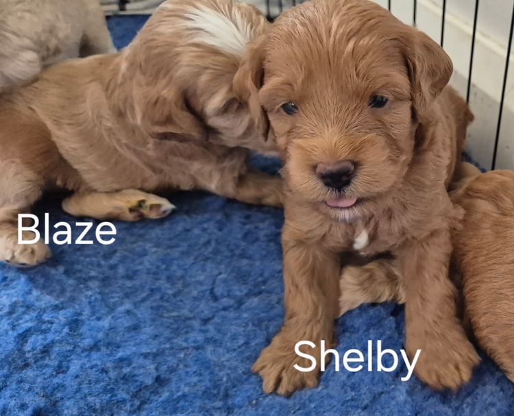 Vet Bred Spoodles