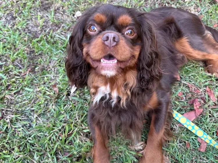 Lavender Hills Cavalier King Charles Spaniels