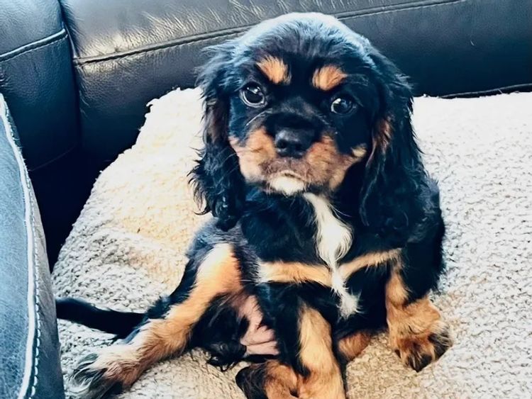 Lavender Hills Cavalier King Charles Spaniels