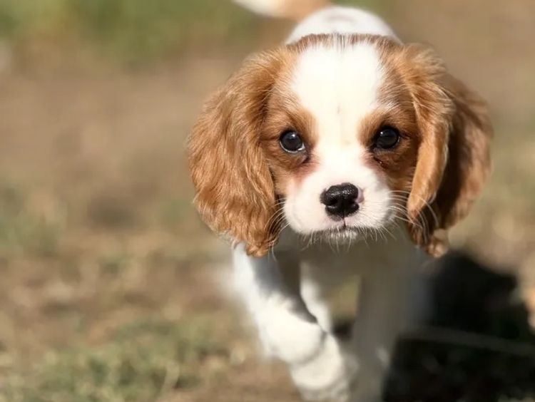 Lavender Hills Cavalier King Charles Spaniels