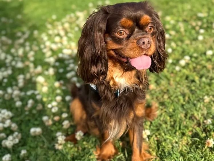 Lavender Hills Cavalier King Charles Spaniels