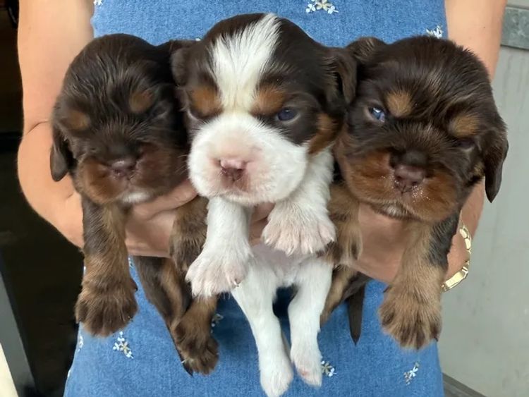 Lavender Hills Cavalier King Charles Spaniels