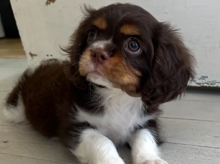 Lavender Hills Cavalier King Charles Spaniels