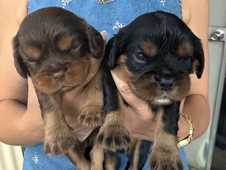 Lavender Hills Cavalier King Charles Spaniels