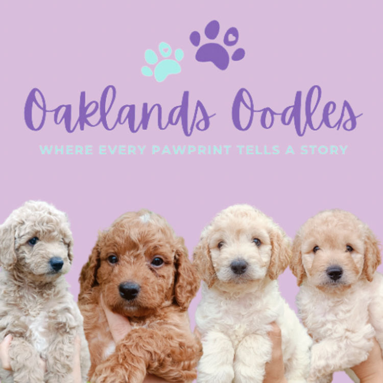 Oaklands Oodles - Groodles