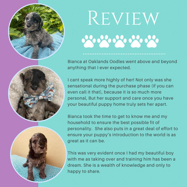 Oaklands Oodles - Groodles
