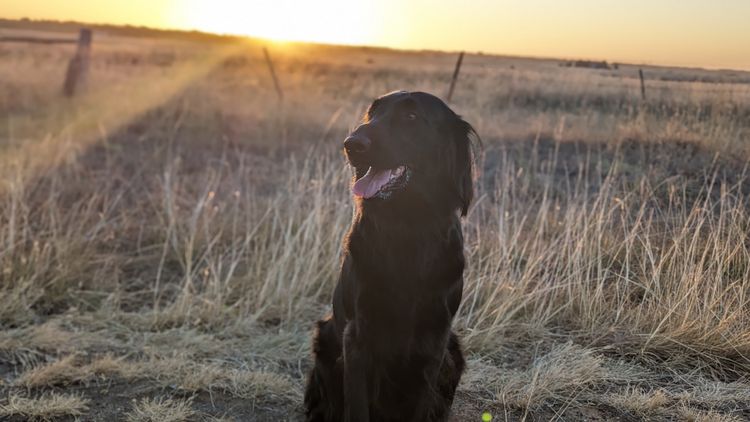 Jasprieve Flat Coated Retrievers