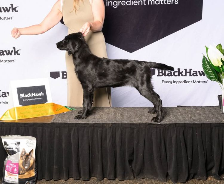 Jasprieve Flat Coated Retrievers