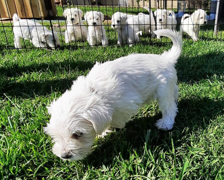 Toontown Schnauzers